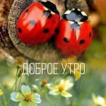 Картинка записи