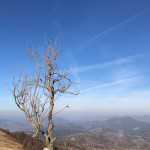Halyna