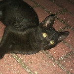 Vitalii