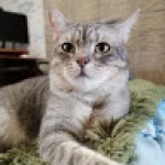 Yulia